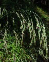 Image result for Pseudobromus