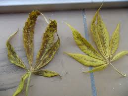 Reports from the use of herbal medicine showed that herbal medicinal plants have the rate of wound closure was observed macroscopically every day (figure 1). Wind Burned Leaves On Your Cannabis Plant