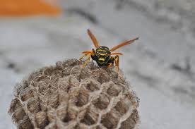 Wasp Nest Removal Chelmsford | The Exterminator Pest Control