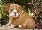 Bulldog Puppies For Sale - AKC PuppyFinder