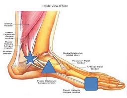 Maybe you would like to learn more about one of these? Flexor Hallucis Longus Tendinopathy Physical Therapt Comprehensive Athletic Recovery