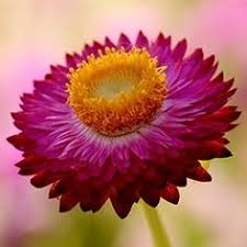 We did not find results for: 43 Indian Flowers Ideas Indian Flowers Different Types Of Flowers Flowers