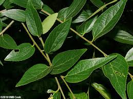 Image result for Celtis sinensis