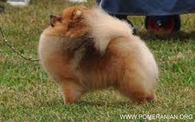 Pin On Pomeranian