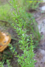 Image result for Scoparia dulcis