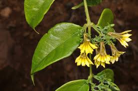 Image result for Goodeniaceae