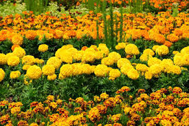 We did not find results for: How To Create A Flower Bed That Wows The Eye Season After Season