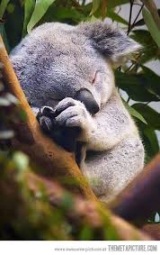 Sleeping Baby Koala Cute Baby Animals Animals Cute Animals