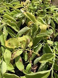 Potato Leaves Turning Brown Septoria Lead Spot Gardening Garden Diy Home Flowers Roses Nature Plant Leaves Turning Plant Leaves Turning Brown Led Spot