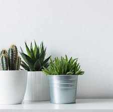 From floral arrangements, wreaths, and garland to floral stems, bushes, and picks, our floral shop has everything you need to add natural beauty to any space. 10 Best Artificial Plants 2021 Best Places To Buy Fake Or Faux Plants