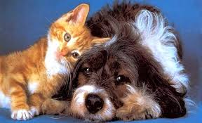 Kedi Ve Kopeklerde Fizyolojik Etkilerden Dolayi Olusan Tuy Dokulmeleri Cizmeli Kedi Veteriner Klinigi