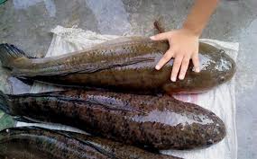 Demikian artikel dan gambar tentang berbagai macam jenis cupang plakat, meskipun masih banyak variasi warna yang. Ikan Haruan Sembuhkan Luka Bersalin Tetapi Ramai Yang Tersilap Cara Penyediaannya