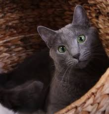 Kitten ready now russian cross blue. Russian Blue Kittens For Sale Adoptapet Com