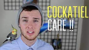 How To - Care For A Cockatiel (Tips & Tricks) - Youtube