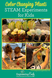 Check spelling or type a new query. Color Changing Plants Steam Experiments For Kids Engineering Emily