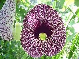 Image result for Aristolochia littoralis