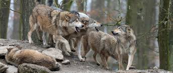 What are the features of wolves? The Wolf Pack Sharp Teeth And Strong Family Units Bbc Science Focus Magazine