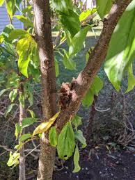 The aforementioned uses of tree sap are undoubtedly positive; Plum Tree Oozing Sap Album On Imgur