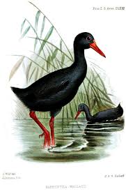 Image result for Inhambanella