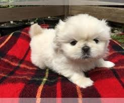 Their signature flat faces and black muzzles. View Ad Pekingese Puppy For Sale Near Texas Mesquite Usa Adn 199430