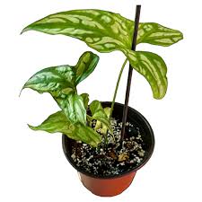 Image result for Cercestis congensis