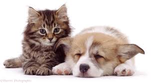 Panda+tiger dogs and cats together pig black pets in vet dogs poster childrens posters pig cute vector holiday cat little puppy kitten vet puppy cat. Fluffy Adorable Puppies And Kittens Novocom Top