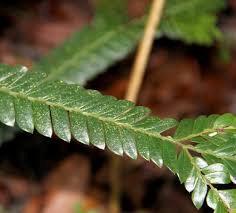 Image result for Anisophyllea