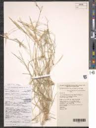 Image result for Sporobolus natalensis