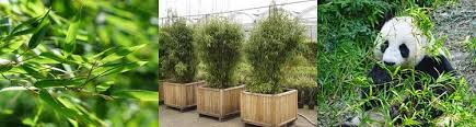 We did not find results for: Bambus Online Kaufen Gartencenter Shop24