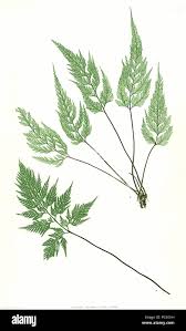 Image result for Asplenium hemitomum