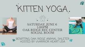 Kitten Yoga Fundraiser