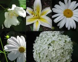 Riesenauswahl an produkten für zuhause. Plants With White Flowers Perennials Annuals Bulbs And Shrubs Dengarden