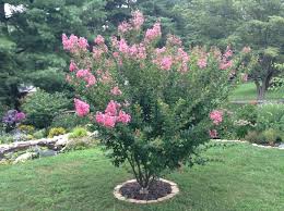 My Hopi Crape Myrtle Crape Myrtle Plants Shrubs