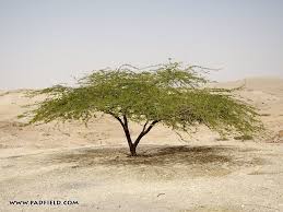Acacia Wood Bible Supposing The Cross To Have Been Of Pine Wood As Is Believed By The Desert Plants Plants Acacia Tree