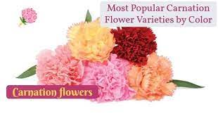 There has been considerable breeding done, particularly for size and abundance and colors of flowers, so there is a good deal of variety. Most Popular Carnation Flower Varieties By Color Inspiring Meme