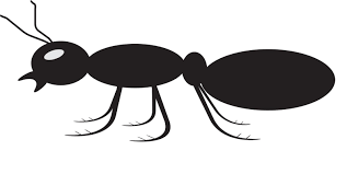 Meskipun kekocakan foto itu nampak biasa, tetapi gambar tersebut dapat mengubah mood kalian, dari yang awalnya murung dapat menjadi senang ketika melihatnya. Gambar Kartun Semut Gokil Abis