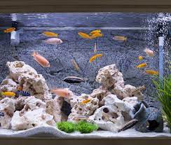 Beli aksesoris aquarium dengan pilihan terlengkap dan harga termurah. Ingin Menghias Akuarium Ini 10 Rekomendasi Hiasan Akuarium Unik Yang Ramah Di Kantong