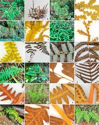 Image result for Pteris atrovirens