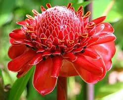 Image result for Etlingera