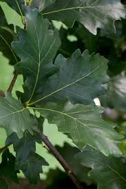 Image result for white oak leaf