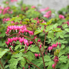 A bleeding heart plant begins to yellow once the summer heat ramps up. Our Top Picks For April Seattle S Favorite Garden Store Since 1924 Swansons Nursery