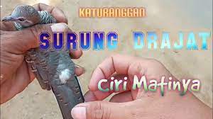 Perkutut Katuranggan Surung Drajat Asli Lokal Alam Tuban Youtube