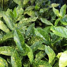 Image result for Aucuba