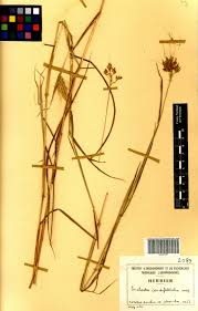 Image result for Euclasta condylotricha