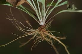 Image result for Oxyanthus strigosus