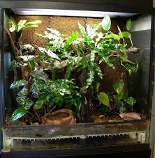I wouldn't attempt to use anything else. Amphibian Care Red Eyed Tree Frog Frog Agalychnis Callidryas Care
