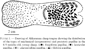 Image result for Filiform Papillae