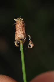 Image result for Eleocharis geniculata