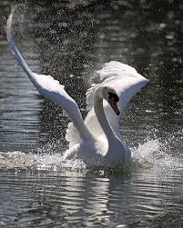 Swan Splash Pet Birds Beautiful Birds Swan