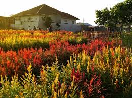 12 km to alor setar town. Taman Bunga Celosia Binjai Wisata Asik Untuk Selfie Pariwisata Sumut